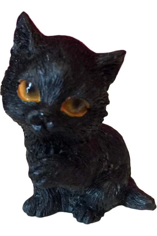 The Witches Litter - Cat 7