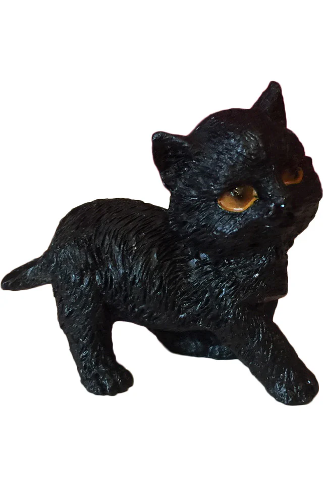 The Witches Litter - Cat 8